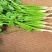 铁杆大叶香菜