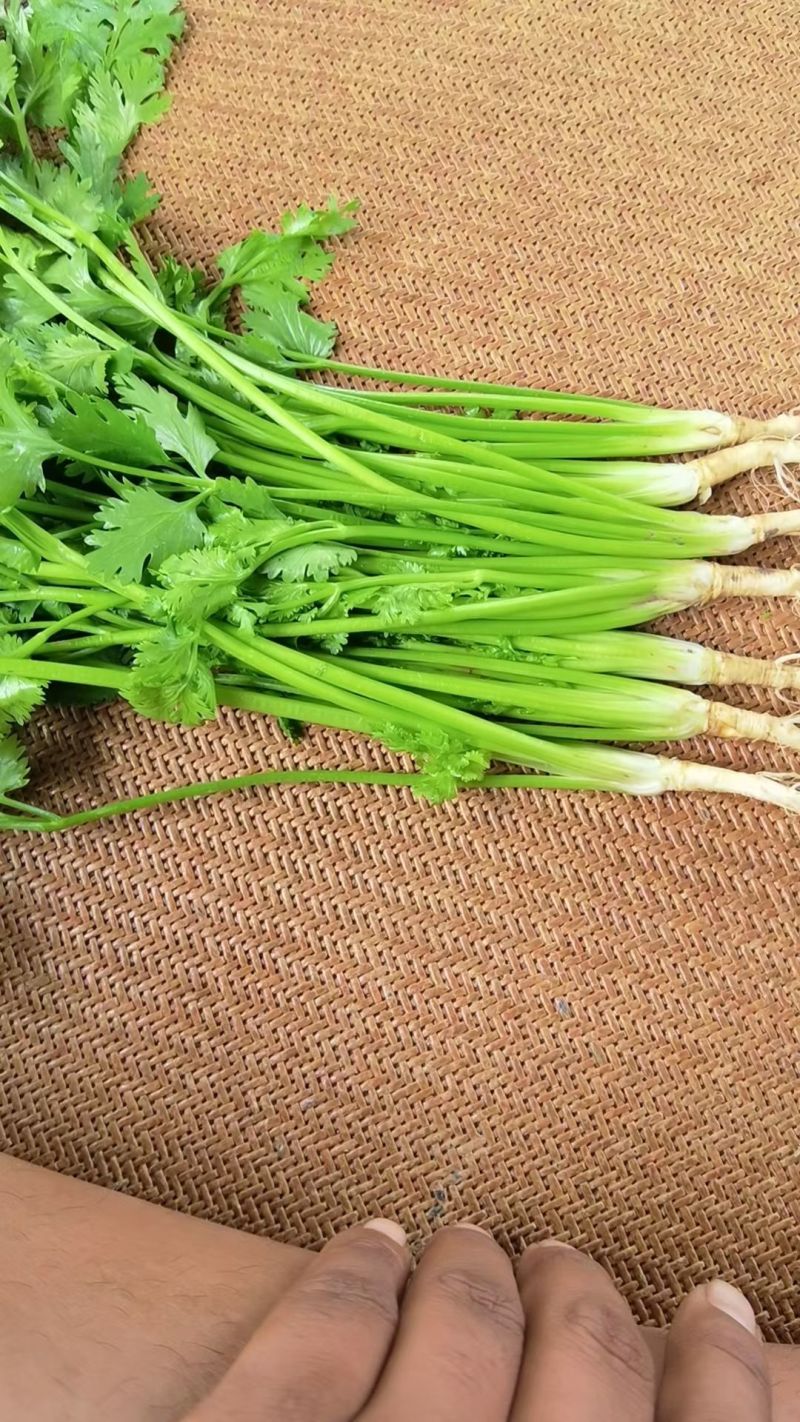 铁杆大叶香菜