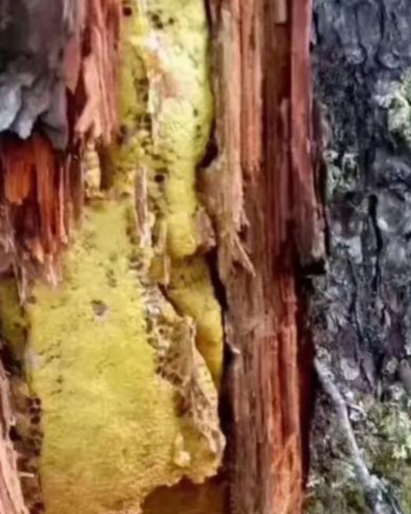 纯野生高山蜂蜜只接受上门回收或者送货上门蜂蜜不放心可以上门看