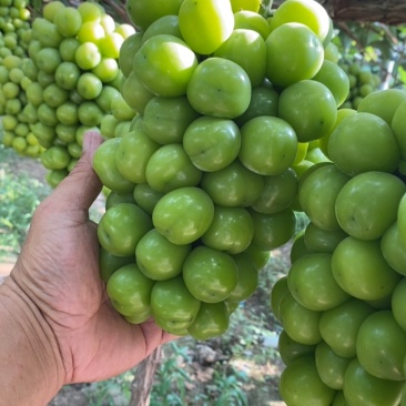 江苏阳光玫瑰葡萄