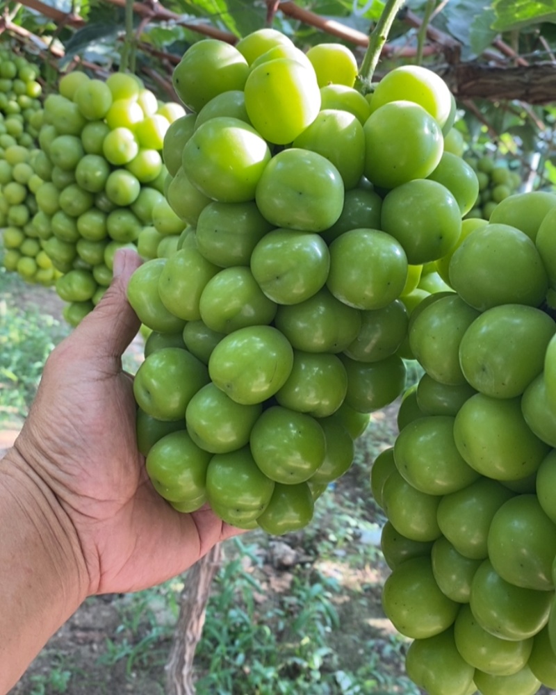 江苏阳光玫瑰葡萄