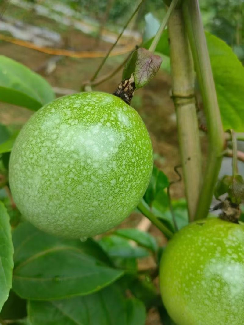 大量批发百香果