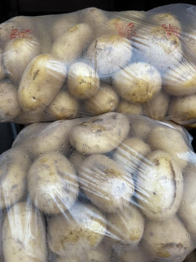 陕北黄皮土豆