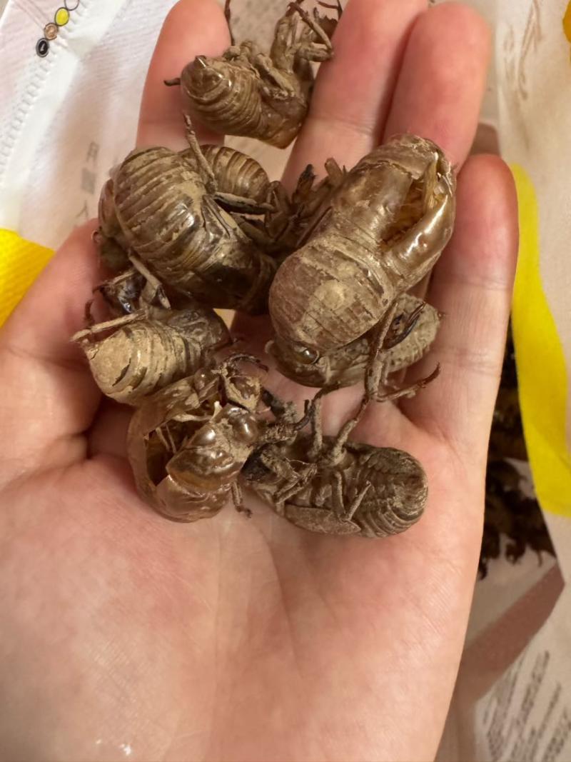 秒发蝉蜕纯净无杂质正品保证放心选购