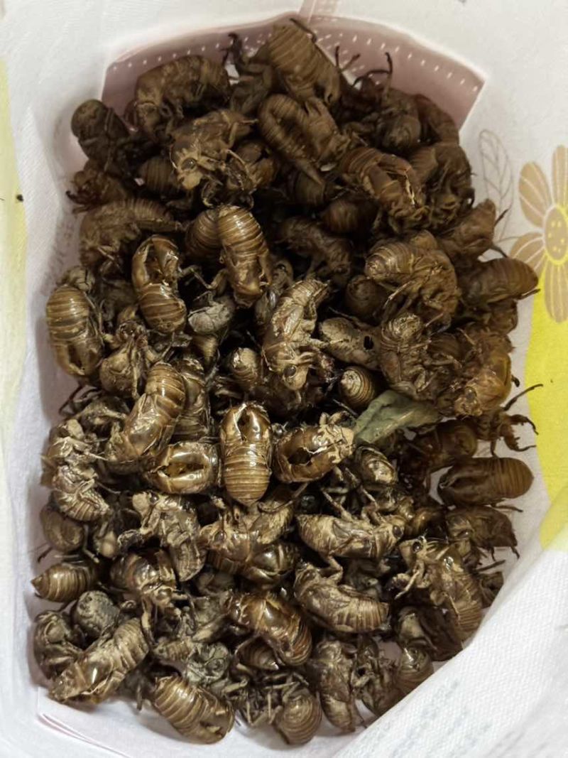 秒发蝉蜕纯净无杂质正品保证放心选购