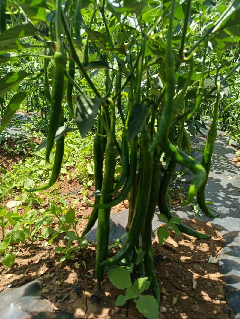 三号线椒