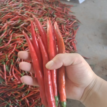 三号线椒