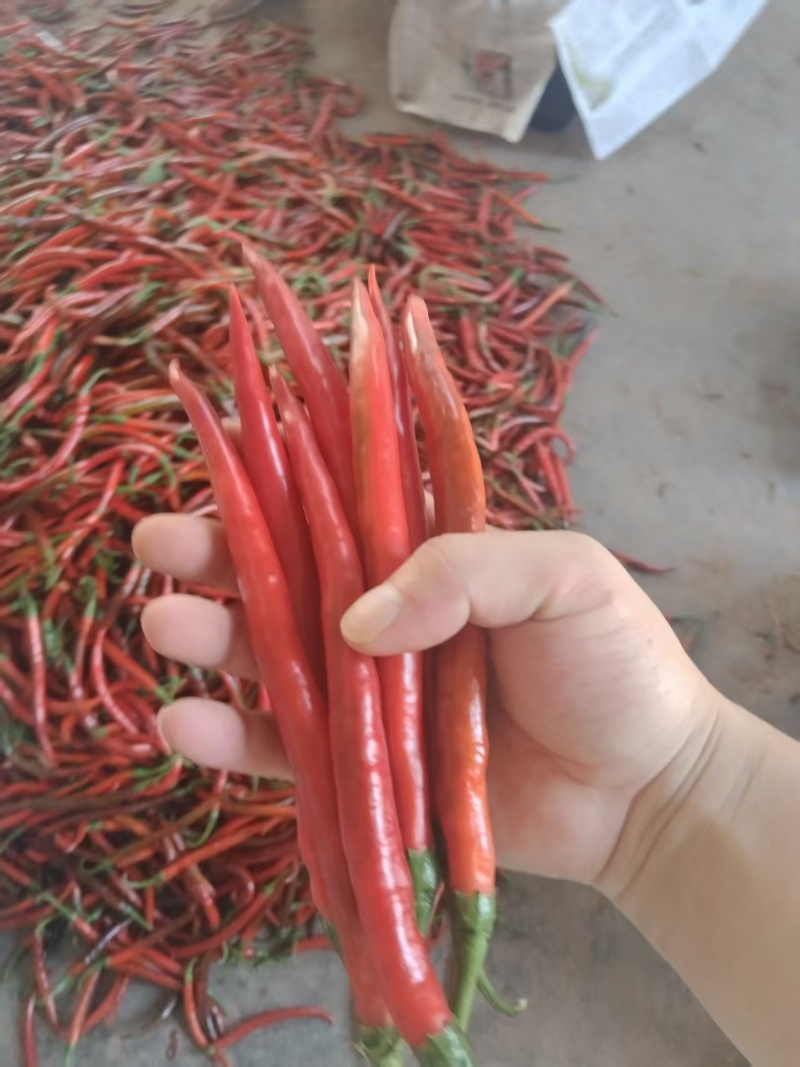 三号线椒