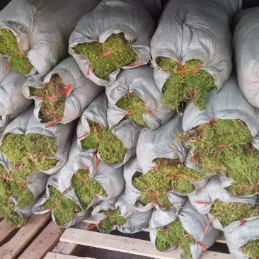 苔藓，大灰现货，袋装
