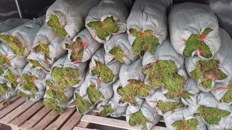 苔藓，大灰现货，袋装
