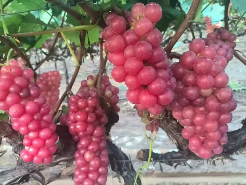 红巨峰