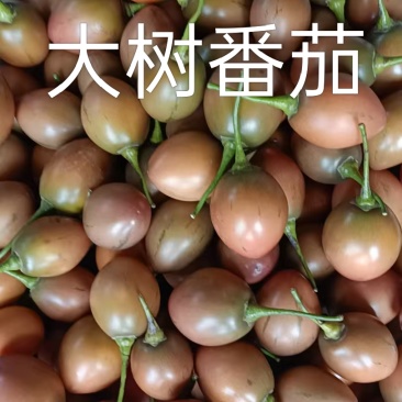 云南大树番茄批发｜自家种植+几十年批发收购经验｜源头好货