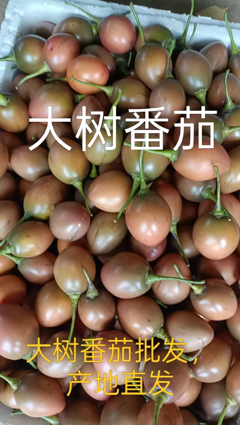 云南大树番茄批发｜自家种植+几十年批发收购经验｜源头好货