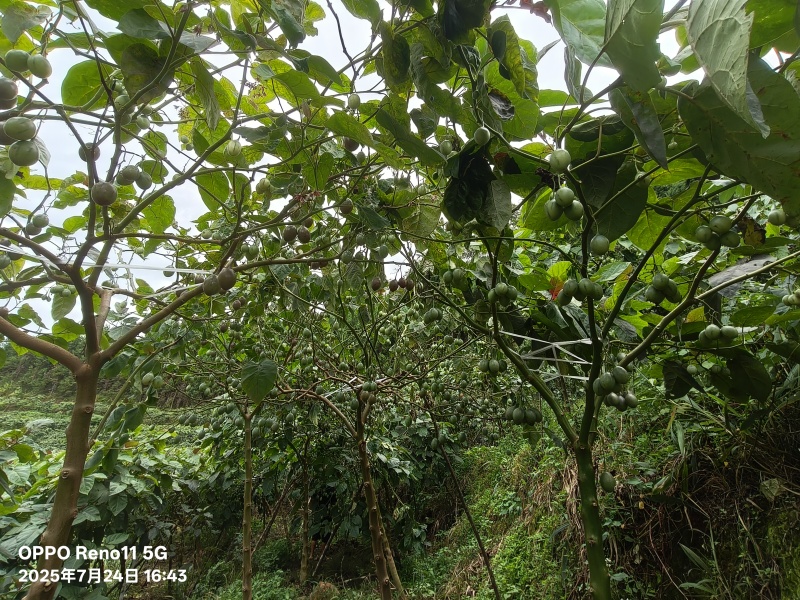 云南大树番茄批发｜自家种植+几十年批发收购经验｜源头好货