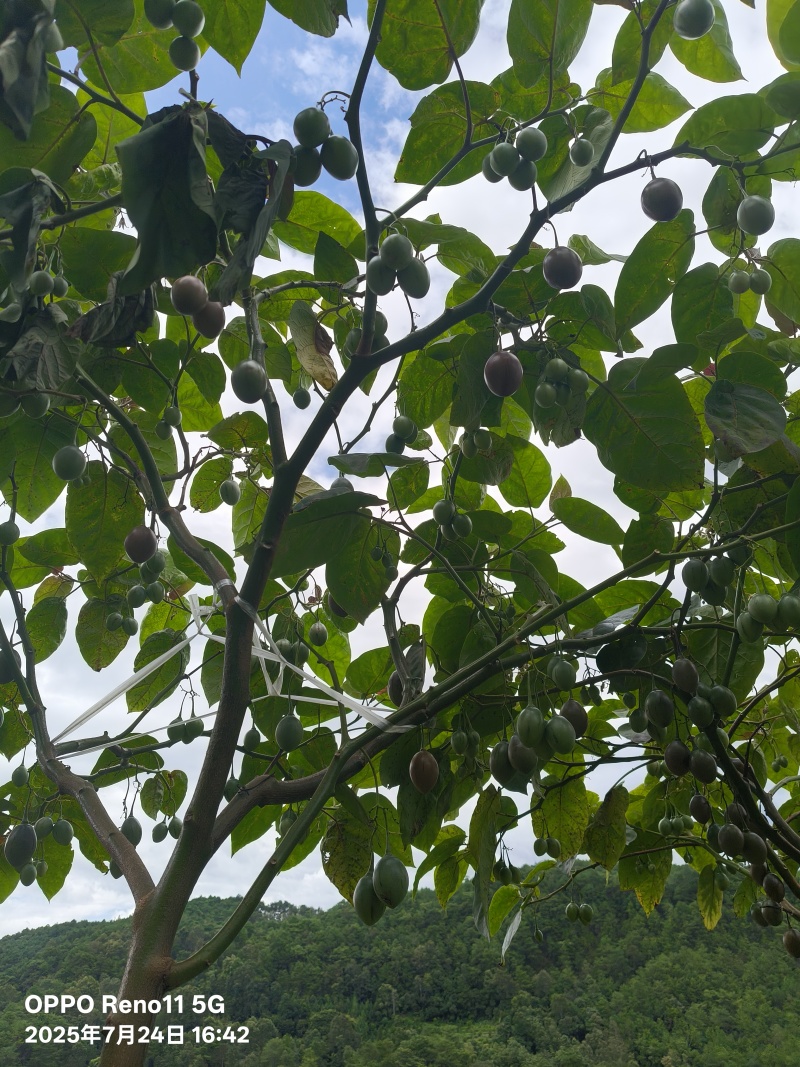 云南大树番茄批发｜自家种植+几十年批发收购经验｜源头好货