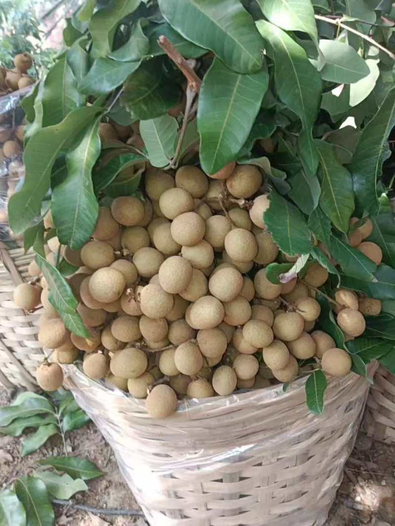 储良龙眼