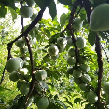 贵州请奈李