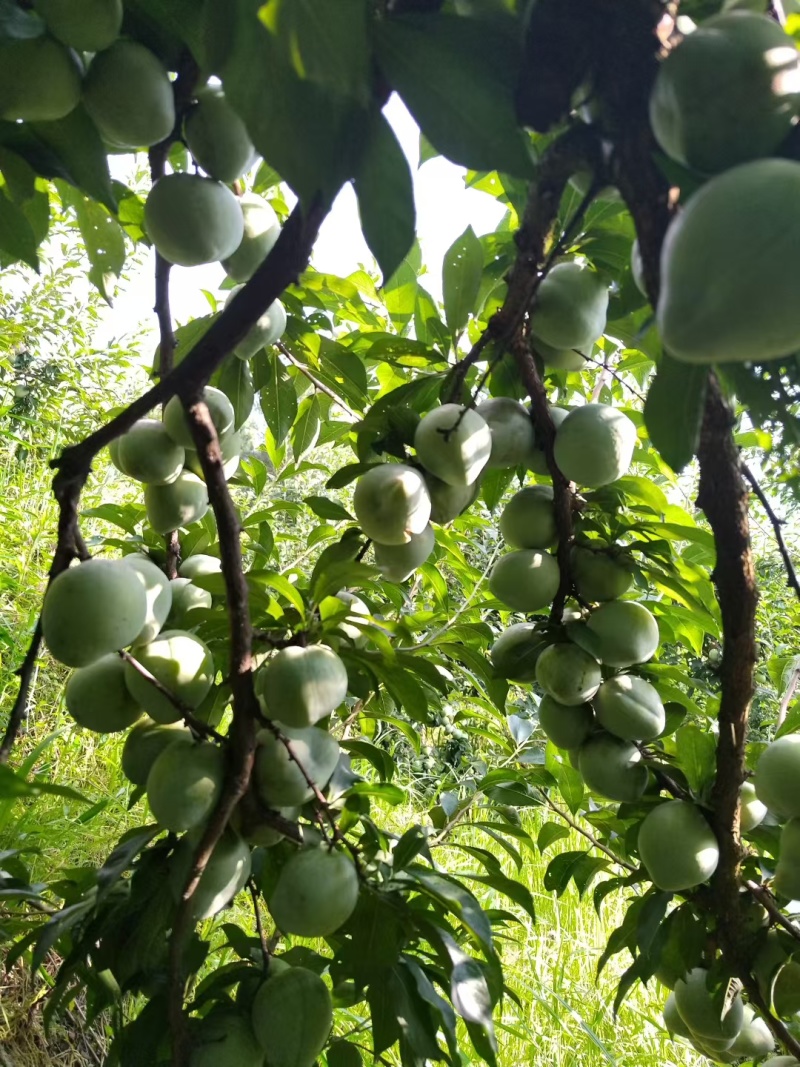 贵州请奈李