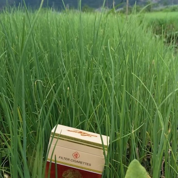 小香葱