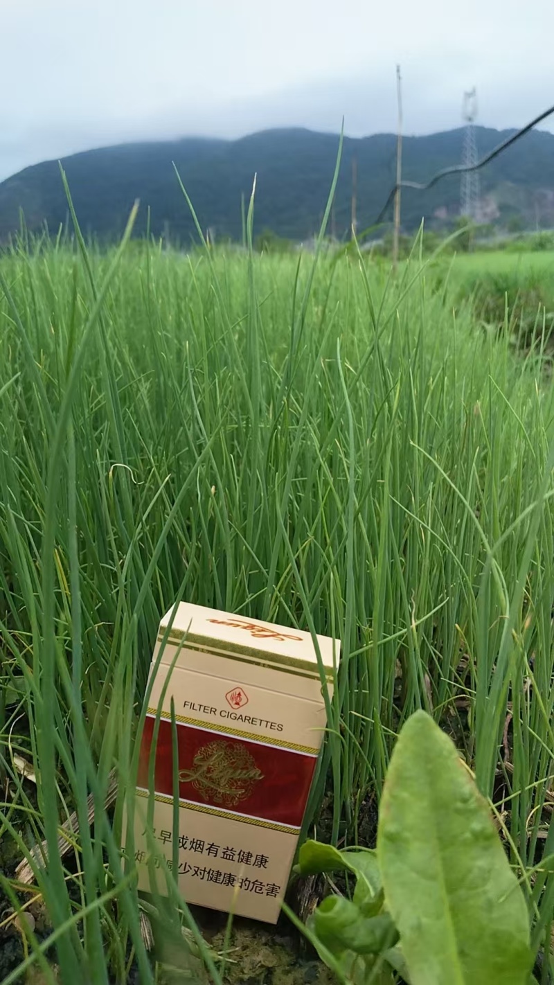 小香葱