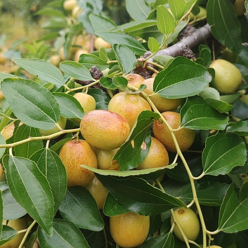 米枣