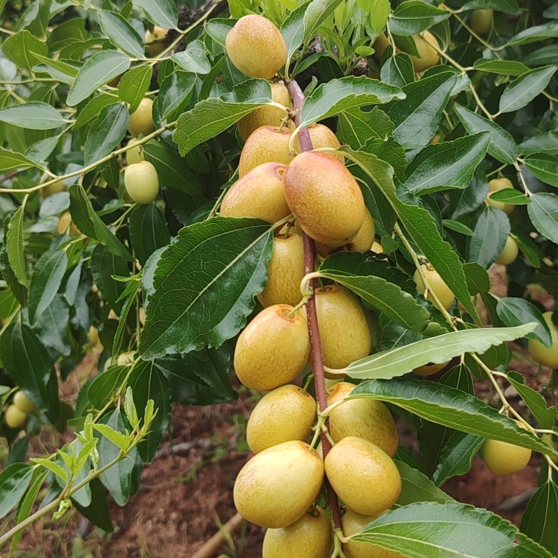 米枣