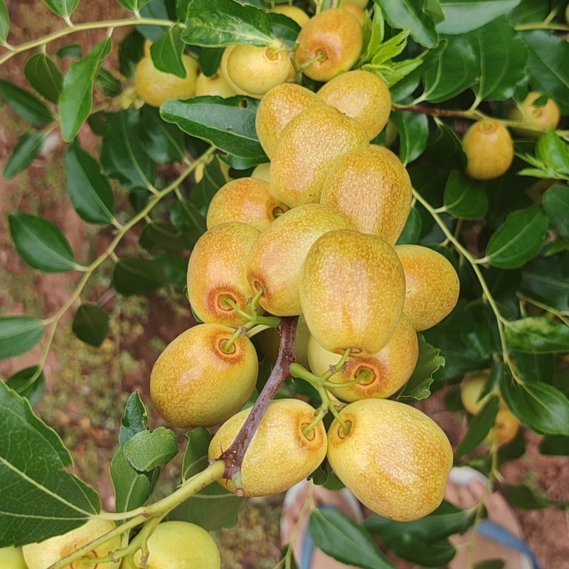 米枣