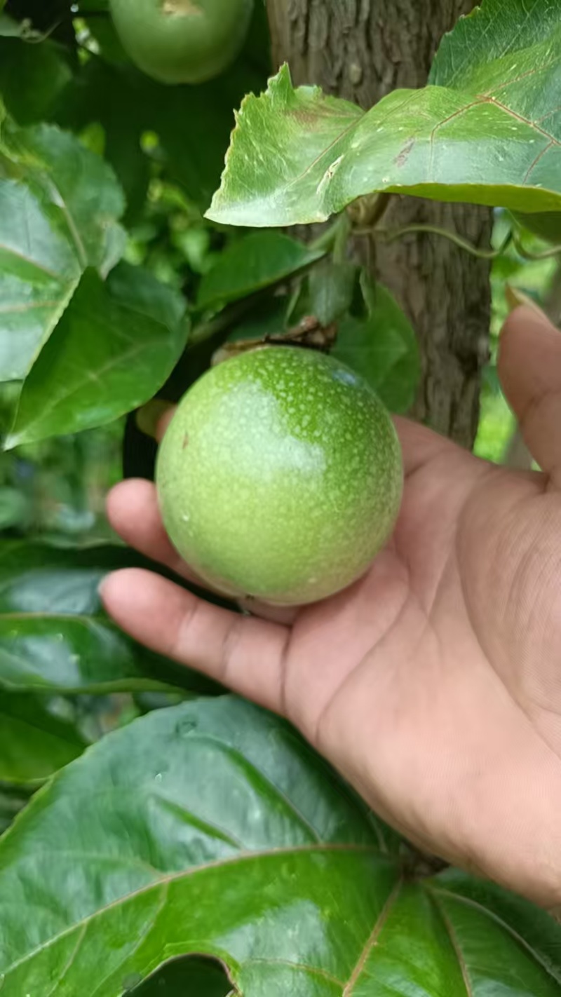 云南高原黄金百香果