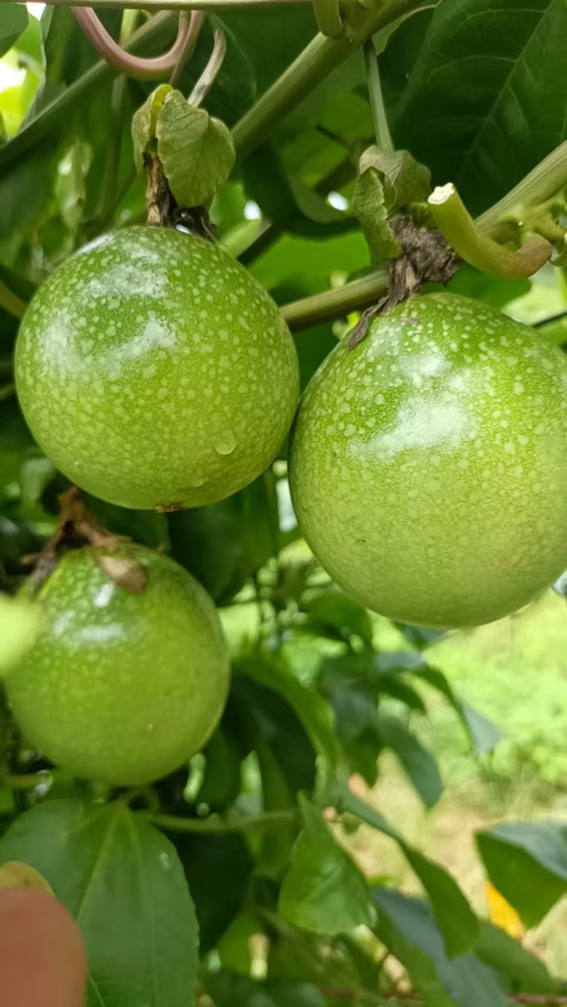 云南高原黄金百香果