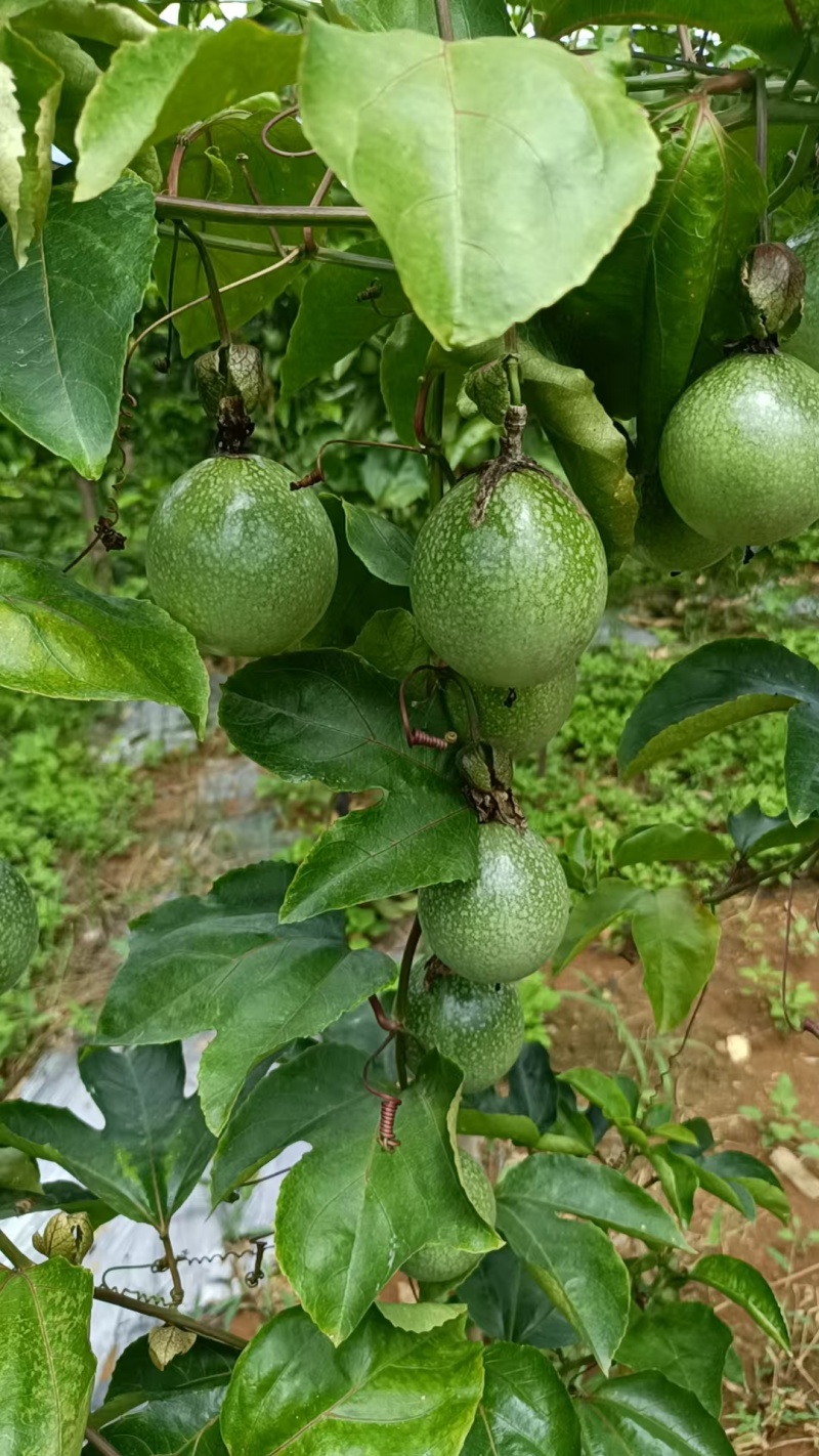 云南高原黄金百香果