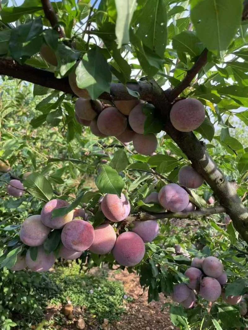 中国四堡雕版印刷芙蓉李之乡