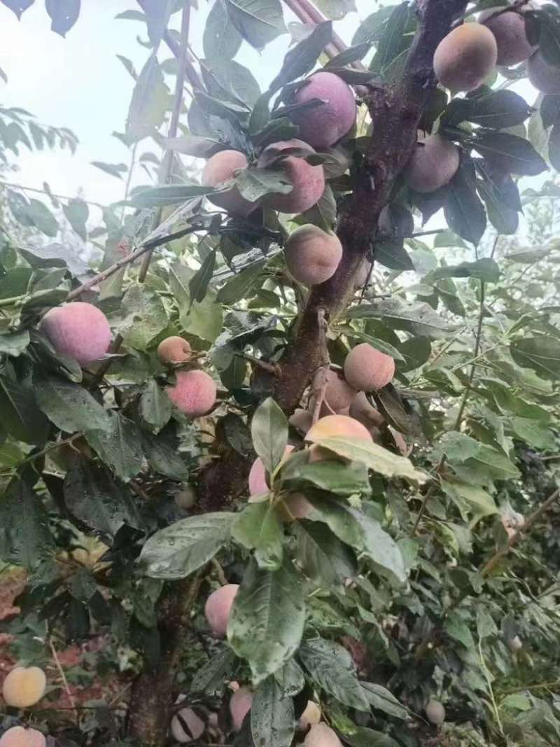 中国四堡雕版印刷芙蓉李之乡