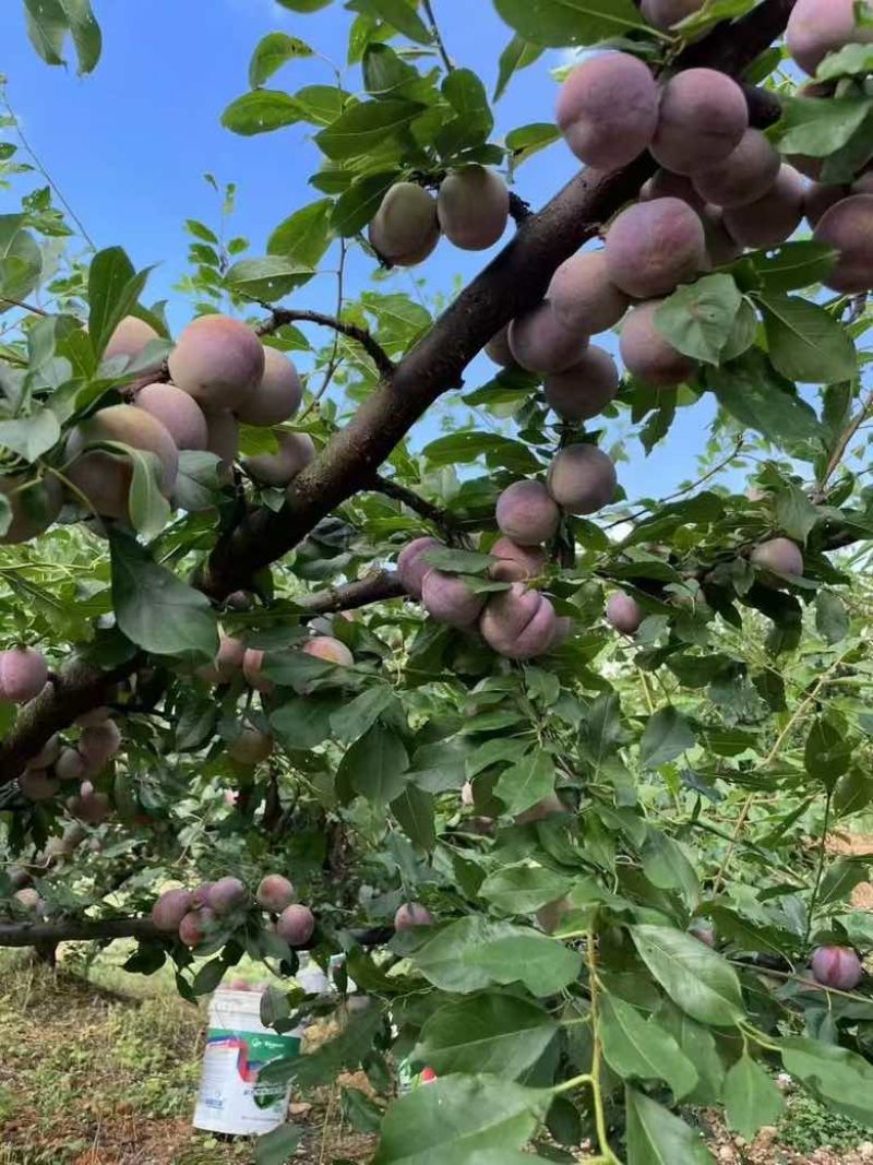 中国四堡雕版印刷芙蓉李之乡