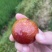 中国四堡雕版印刷芙蓉李之乡