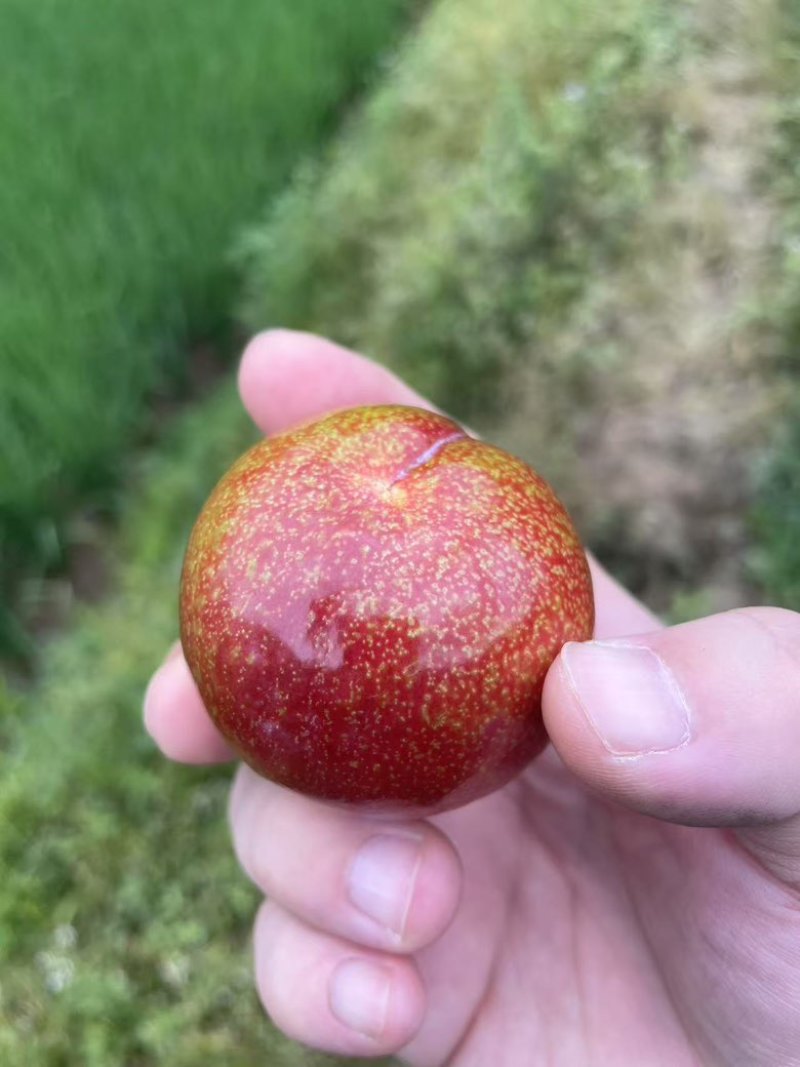 中国四堡雕版印刷芙蓉李之乡