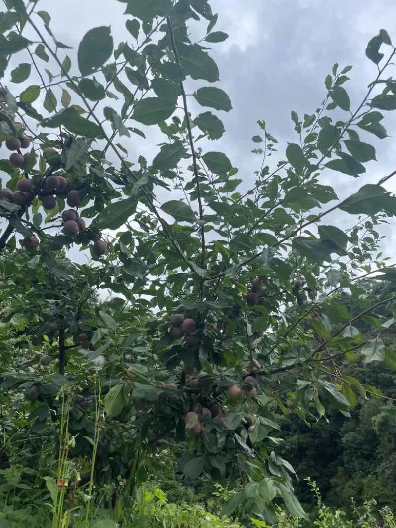 中国四堡雕版印刷芙蓉李之乡