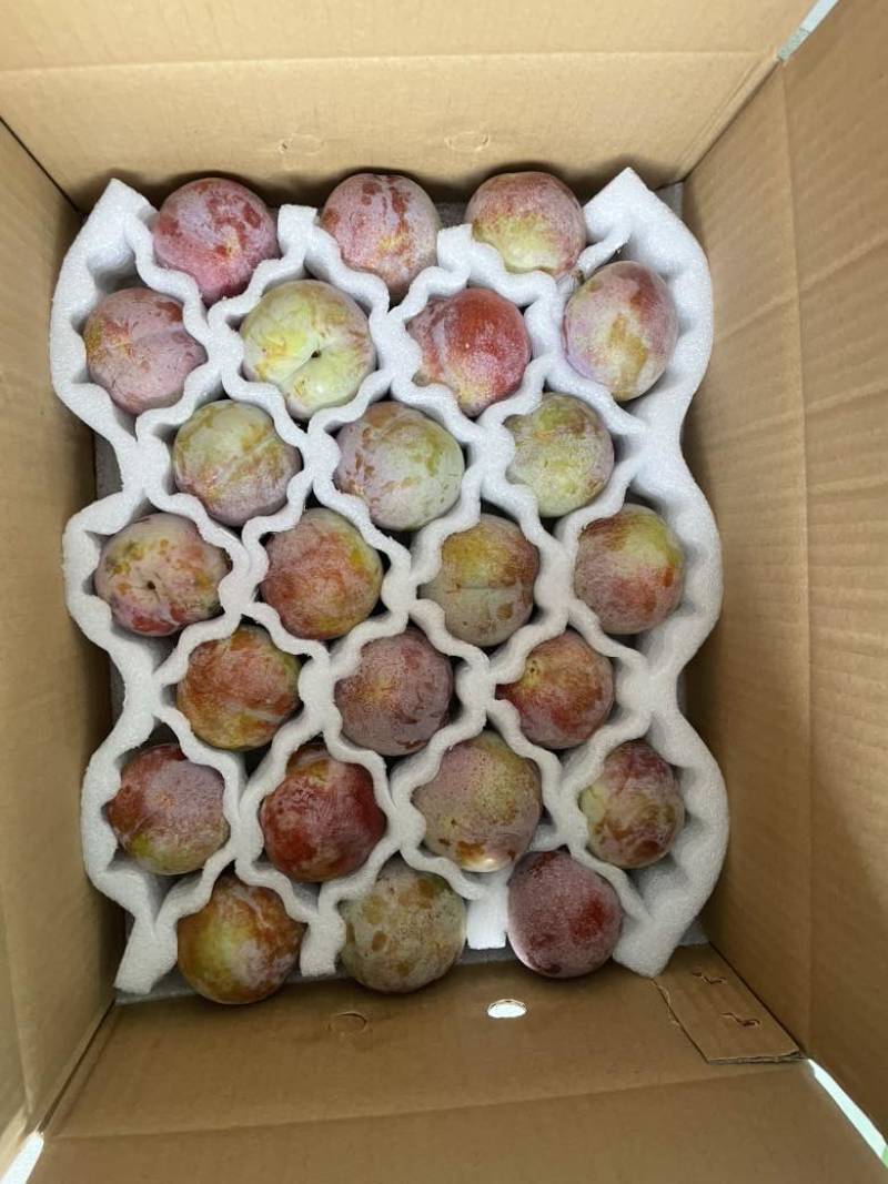 中国四堡雕版印刷芙蓉李之乡
