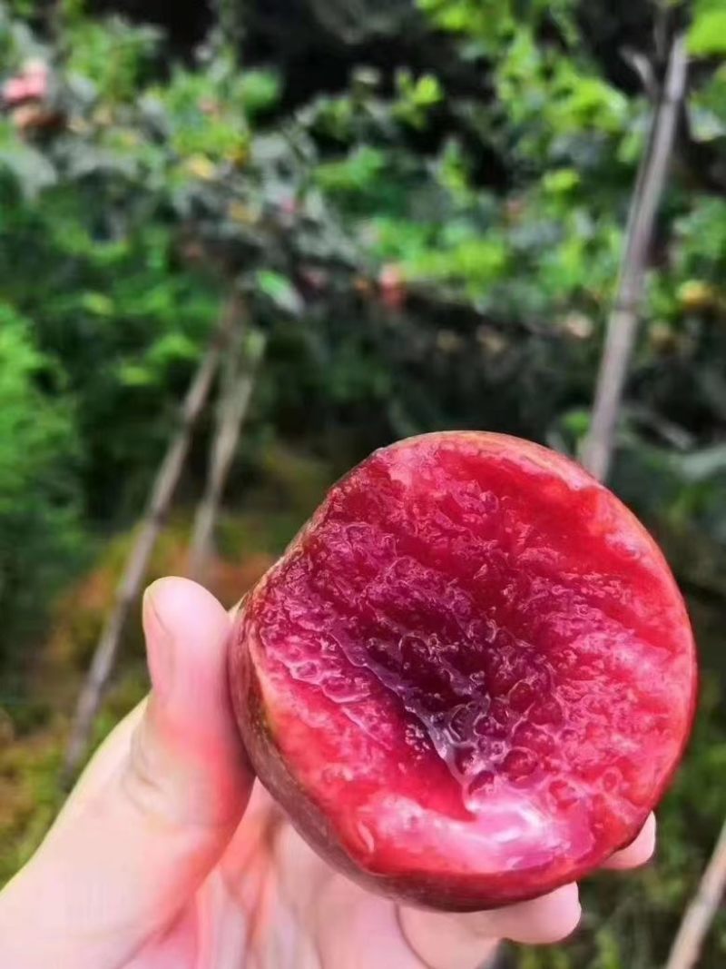 中国四堡雕版印刷芙蓉李之乡