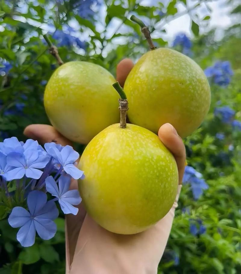 钦蜜九号百香果