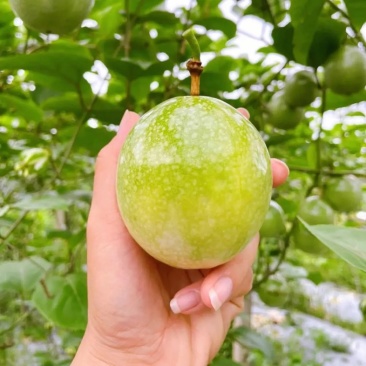 钦蜜九号百香果