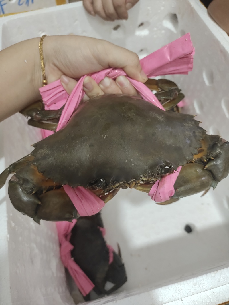 青蟹