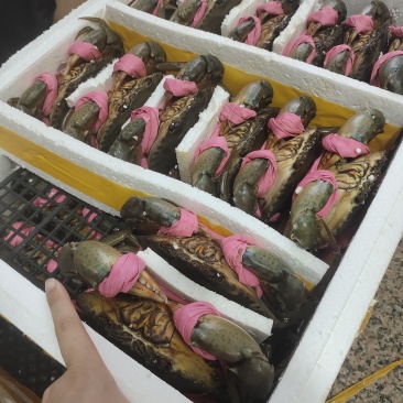 青蟹