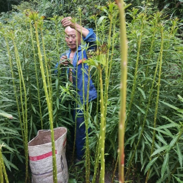 赶黄草