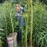 赶黄草