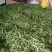 赶黄草