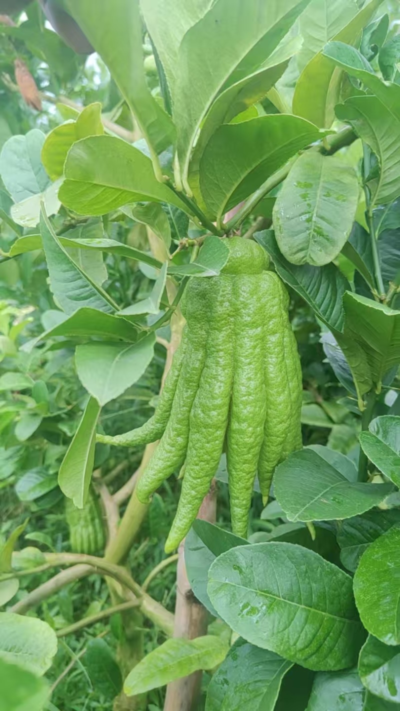 云南佛手现摘现发