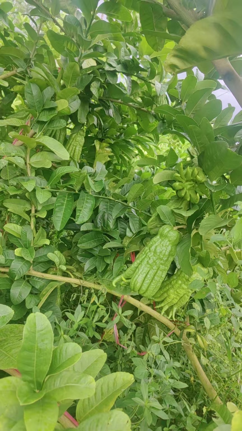 云南佛手现摘现发