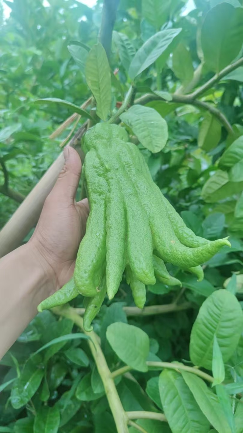 云南佛手现摘现发