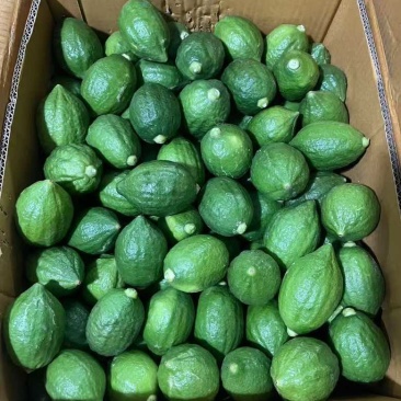 广东香水柠檬奶茶店商用