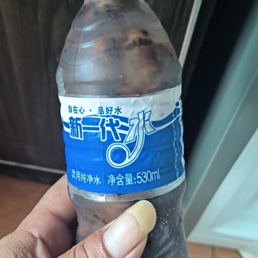 大个金蝉